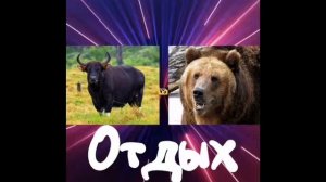 Бык Vs Медведь / Полный бой