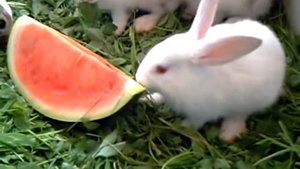 Зайки кушают арбуз)) /Bunny eat watermelon))