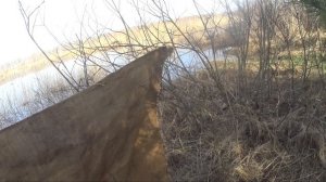 Весенняя охота С Подсадной  на Селезня 2024.