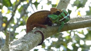 Chameleon Fight, Cocoa Farm in Ambanja, Madagascar