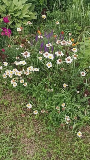 Обзор моих цветов