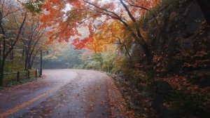 Прогулка под осенним дождем на горе Намсан, Сеул, Южная Корея.