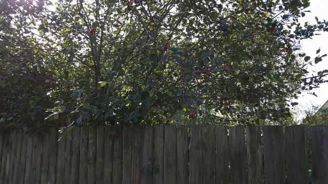 Ткемали и утка от Бати смотреть онлайн