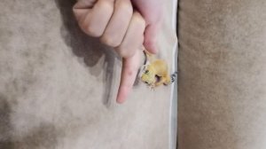 интересные факты.  про эублефаров