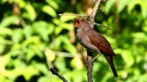 BULBUL SAYRASHI/ БУЛБУЛ САЙРАШИ/ ТЕРМА