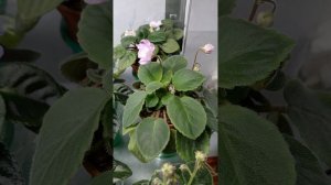 Мои фиалочки в январе