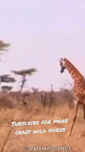 Tiger vs Giraffe & Giraffe saves its baby | #bigfight #tigers #shorts #animalshorts #wild #wildlife