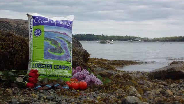 Plants love lobster! смотреть онлайн