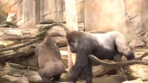 Monkey Mating in zoo Videos