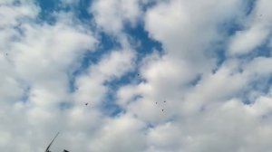 20170907 Николаевские голуби п Первомайска Тамбовской области