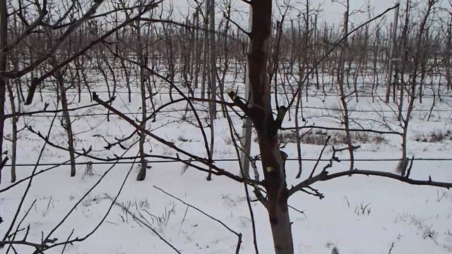 Обрезка промышленного сада пневмосекатором