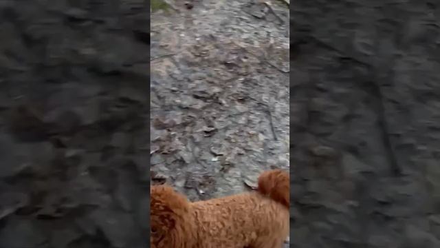 Вечерняя прогулка #мальтипу #maltipoo #puppy #toypoodle #toypoodle #poodle #poodlelife