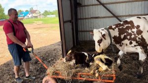 Отёл айрширской коровы! Кого принесла Горошка? Пополнение на Молодой Ферме!