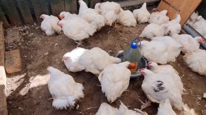 Утреннее кормление бройлеров. Почему бройлеры плохо растут. Мои черныши.