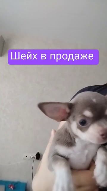 Сладкий лилово-подпалый мальчишка чихуахуа в продаже. Питомник собак чихуахуа ArtaDogsa +7961691412