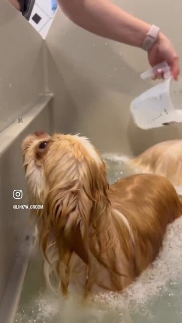Груминг чихуахуа  #груминг #собаки #шпиц #чихуахуа #grooming #shorts #spitz #chihuahua #dog