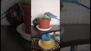 Раскачаем клювом. Попугай Кеха