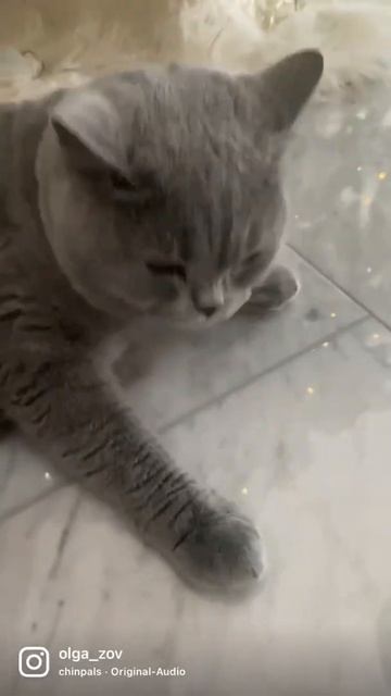 Кошка танцует 🥳🥳🥳🤣 #праздниккнамприходит #новыйгод #кошка #britischkurzhaar