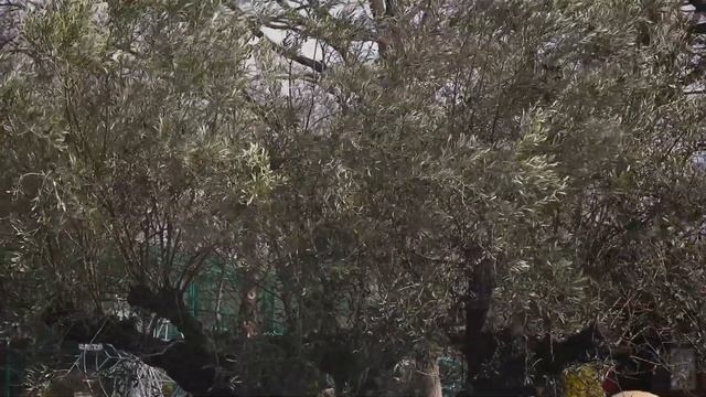 В Фельдман Экопарк приехала 4-х вековая олива из Италии! смотреть онлайн
