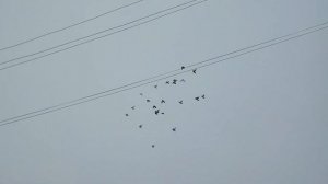 Гон голубей 26.11.2023г.