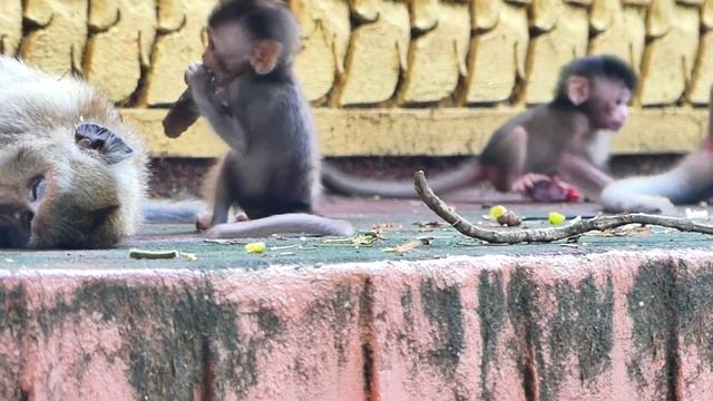 Baby Monkey Mira was hungry for milk but Mama Malika was tired and tried to block milk her