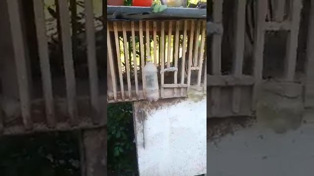 Кабги ПОДЖЕ