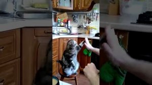 Кот дает "пять"!