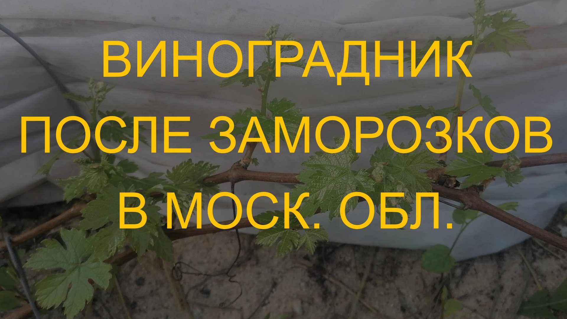 Как перенес виноград возвратные заморозки под укрытием геотекстилем и спанбондом в 2024 г. смотреть онлайн