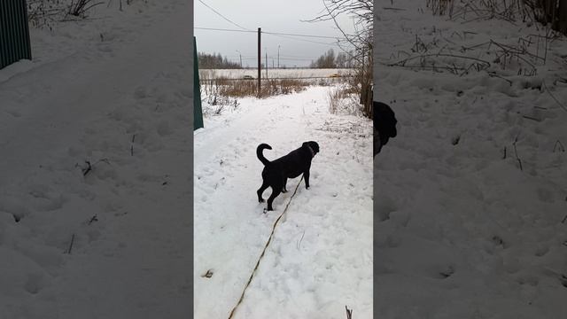 rutube.ru