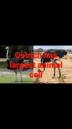 Ostrich has largest animal cell#neet #class11#biology