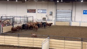 Canadian RODEO | Что такое родео в Канаде?