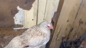 Как куры залазят на насест, посадили кур в гнёзда