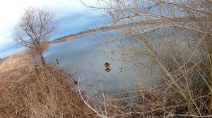 Весна 2024. Охота на селезня, с подсадной уткой.