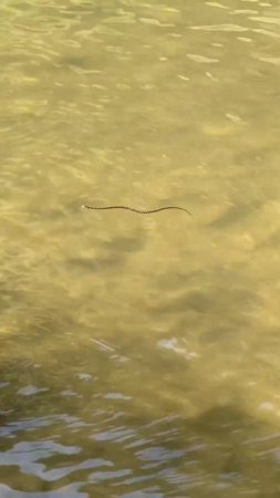 Sneaky snake swims on surface!!!! #aquariumfish #summer #freshwater #fish #shrimp #guppy