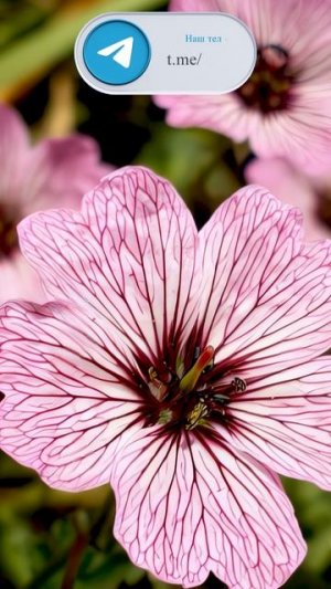 Герань пепельная (Geranium cinereum)😍