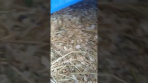 Как приучить к туалету морского свиненка