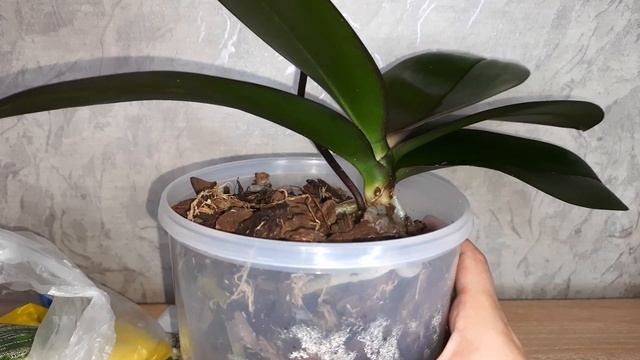 Чем удобрять орхидеи? Мои топ 2 средства для роста корней и цветоносов
