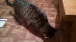 Кот обормот !