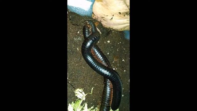 Archispirostreptus gigas (African giant millipedes) mating смотреть онлайн