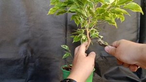 √2 фикус 126 Бенджамина (Бонсай)