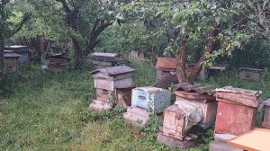 Почему пчелы выкучиваются.