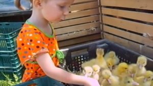 Цыплята и утята