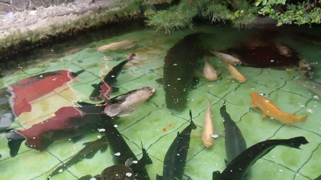 Arapaima Gigas In My Fish Pond