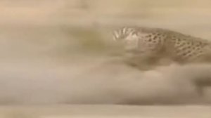 Гепард и кабан.