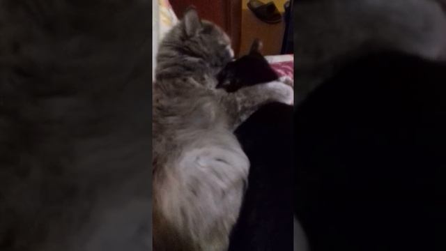 Смешное видео про кошек " Жить не могу без тебя"