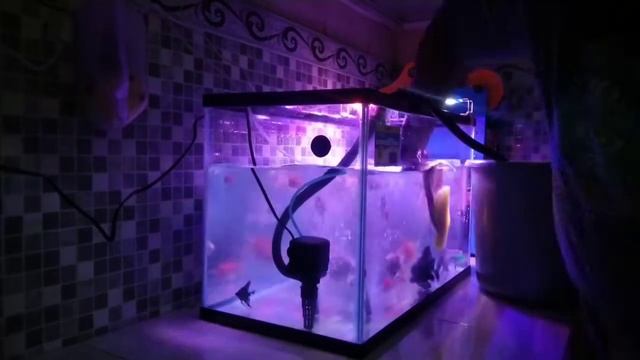 CARA MEMBERSIHKAN TANK AQUARIUM UNTUK PEMULA #ikanmaskoki