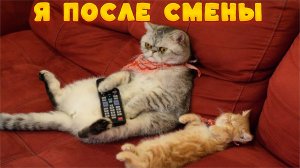 😺 Пусти, не пустю! 🐈 Видео смешных котов и котят для хорошего настроения! 😻 Приколы с котами 25