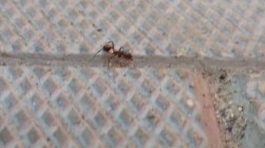 Муравей с большой головой тащит то цветок, то муравья, то носится туда-сюда