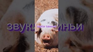 звуки свиньи 2022 самые лучшие звуки свиньи заснёшь через 5 сек когда это включишь