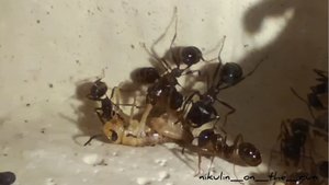 Муравьи Messor cf. denticulatus (Красногрудый муравей-жнец)